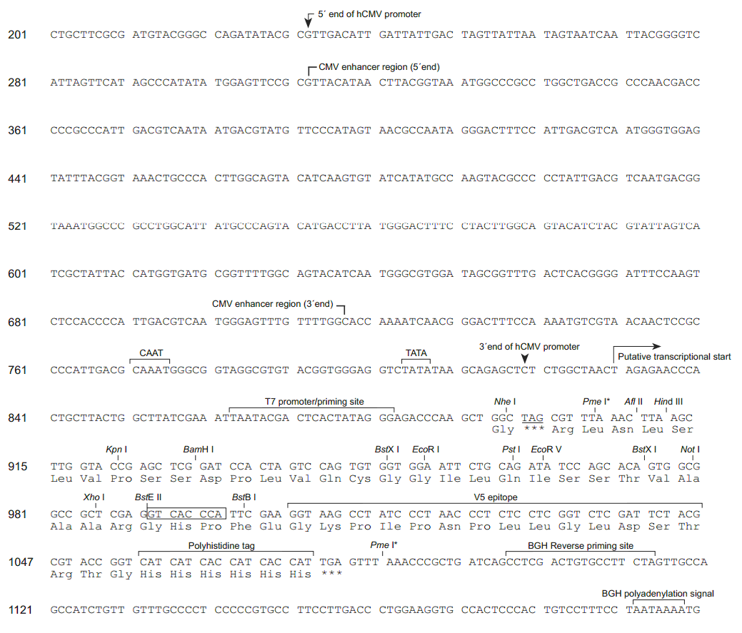 pcDNA6-V5-His C 多克隆位点 点击看大图 pcDNA6-V5-His C 多克隆位点